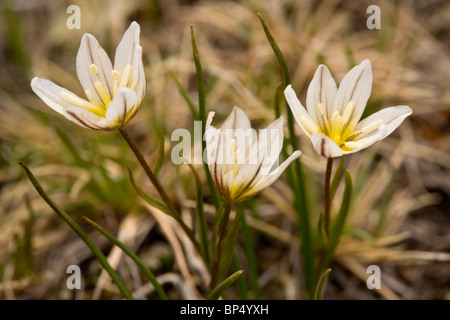 Snowdon Lily o Lloydia, Lloydia serotina in fiore, Alpi Svizzere Foto Stock