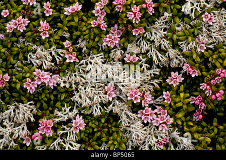 Azalea strisciante o finale, Azalea Loiseleuria procumbens in molto floreale stuoie, sul Passo dell'Albula, Svizzera. Foto Stock