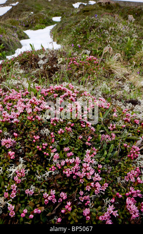 Azalea strisciante o finale, Azalea Loiseleuria procumbens in molto floreale stuoie, sul Passo dell'Albula, Svizzera. Foto Stock