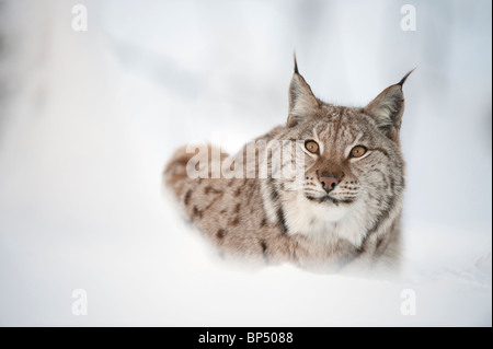 Lince europea (Felis lynx, Lynx lynx). Scandinanvian gara. Led femmina nella neve (presi in condizioni controllate). Foto Stock