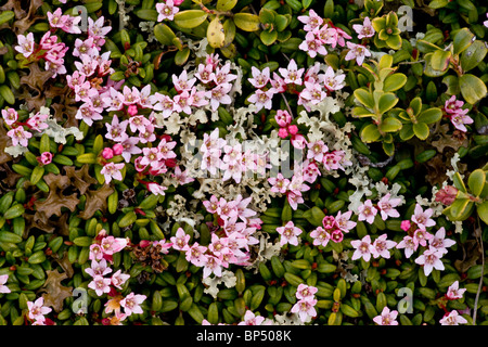 Azalea strisciante o finale, Azalea Loiseleuria procumbens in molto floreale stuoie, sul Passo dell'Albula, Svizzera. Foto Stock