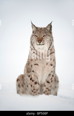 Lince europea (Felis lynx, Lynx lynx). Scandinanvian gara. Femmina adulta seduta nella neve (presi in condizioni controllate). Foto Stock