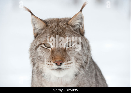 Lince europea (Felis lynx, Lynx lynx). Scandinanvian gara. Close-up verticale di maschio adulto in inverno. Foto Stock