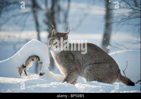 Lince europea (Felis lynx, Lynx lynx). Scandinanvian gara. Maschio nella neve in inverno (prese in condizioni controllate). Foto Stock