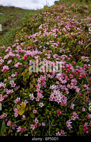 Azalea strisciante o finale, Azalea Loiseleuria procumbens in molto floreale stuoie, sul Passo dell'Albula, Svizzera. Foto Stock