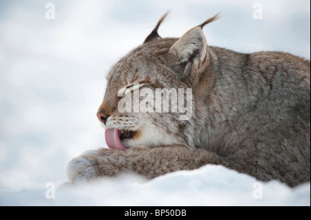 Lince europea (Felis lynx, Lynx lynx). Scandinanvian gara. Femmina in inverno il grooming paw (prese in condizioni controllate). Foto Stock