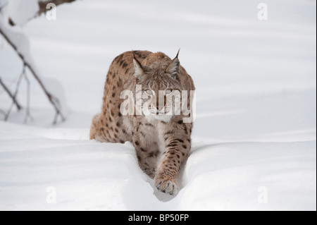 Lince europea (Felis lynx, Lynx lynx). Gara Scandinanvian, femmina adulta in inverno (prese in condizioni controllate). Foto Stock