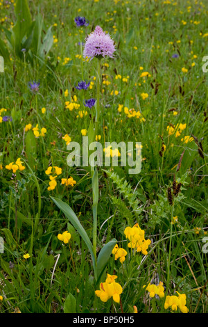 Globo a fiore orchidee nelle praterie fiorite sulle pendici del Monte Baldo, Italia. Foto Stock