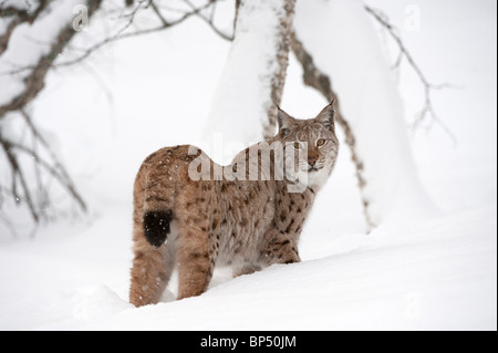 Lince europea (Felis lynx, Lynx lynx). Scandinanvian gara. Femmina adulta in piedi nella neve (presi in condizioni controllate). Foto Stock