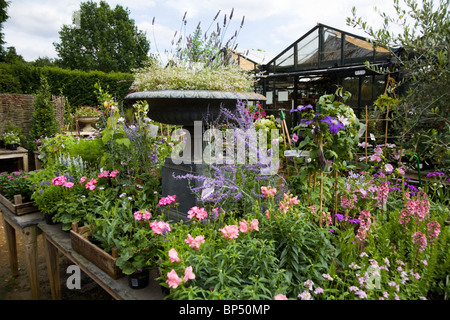 Impianti - piantate ad ispirare - in un letto di fiori / piantagione / impianto a Petersham vivai, Petersham. Richmond Upon Thames. Regno Unito. Foto Stock