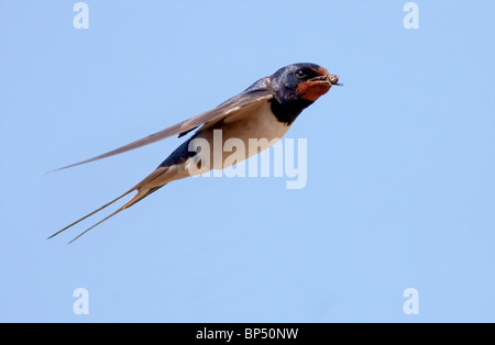 Barn Swallow Rondine europea in volo da vicino Foto Stock