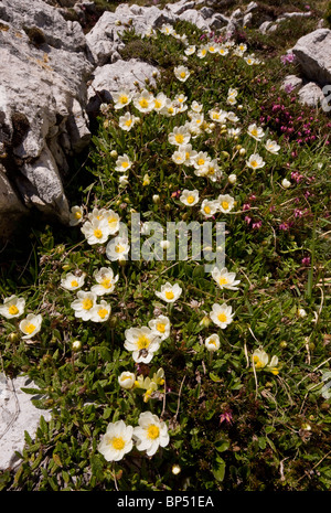 Mountain Avens, Dryas octopetala, sulle Tre Cime di Lavaredo, Dolomiti, Italia. Foto Stock