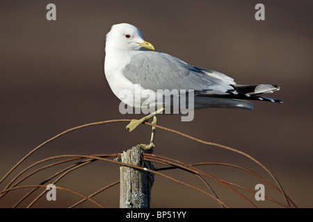 Gabbiano comune (Larus canus) appollaiato sul post e arrugginito sul filo di brughiera. La Scozia. Foto Stock