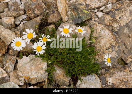 Luna Alpine daisy o Alpine occhio di bue, ad alta altitudine nelle Alpi Svizzere. Foto Stock