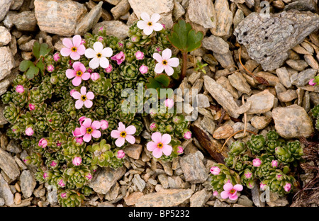 Rocce Alpine-gelsomino o Androsace alpina, a 3000m nelle Alpi Svizzere. Foto Stock