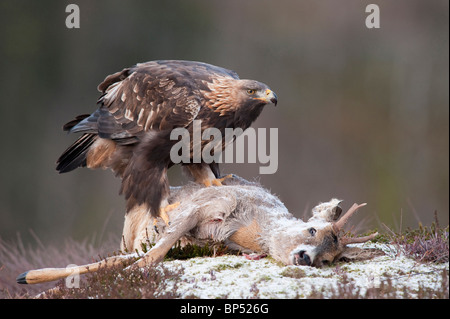 Aquila reale (Aquila chrysaetos), femmina adulta avanzamento sul capriolo carcassa. Foto Stock