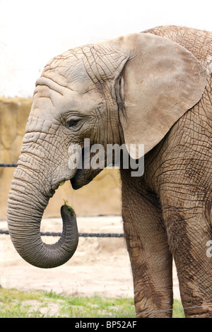 Ritratto elefante al cibo Foto Stock