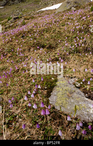 Snowbell nana, Soldanella pusilla, crescendo in masse vicino la snowline, Fluella Pass, Engadina. Alpi svizzere Foto Stock