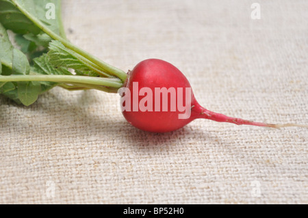 Appena raccolto il ravanello con cime Foto Stock