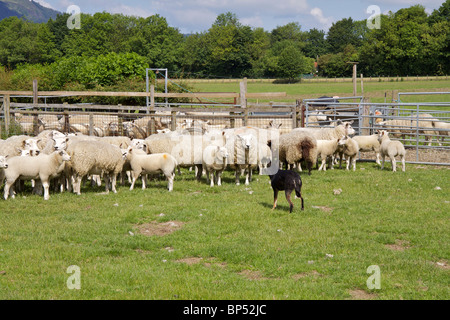 Border Collie 'sheep dog' round up Texel pecore e agnelli di essere immerso da parte dell'agricoltore, in campi vicino a Keswick in Cumbria Foto Stock