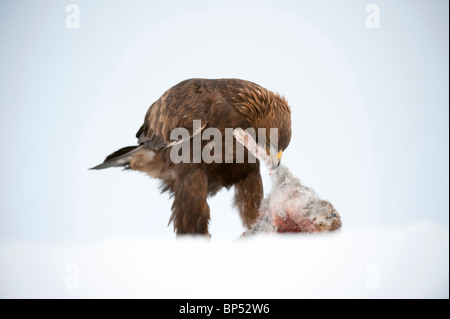 Aquila reale (Aquila chrysaetos), Adulto alimentazione su lepre bianca nella neve. Foto Stock