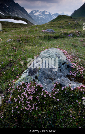 Azalea strisciante o finale, Azalea Loiseleuria procumbens in molto floreale stuoie, sul Passo dell'Albula, Svizzera. Foto Stock