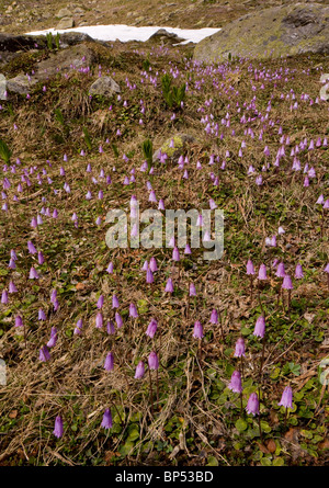 Snowbell nana, Soldanella pusilla, crescendo in masse vicino la snowline, Fluella Pass, Engadina. Alpi svizzere Foto Stock