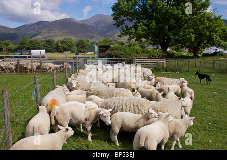 Border Collie 'sheep dog' round up Texel pecore e agnelli di essere immerso da parte dell'agricoltore, in campi vicino a Keswick in Cumbria Foto Stock