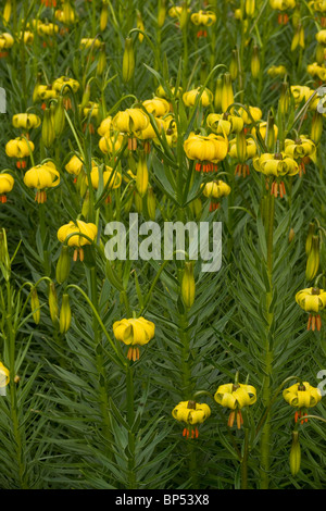 Giallo Turk cappuccio del Giglio, Lilium pyrenaicum dai Pirenei, ampiamente coltivato e naturalizzato. Foto Stock