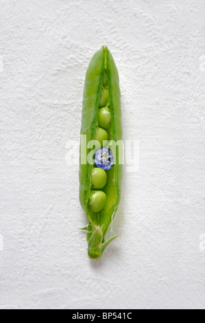 Il pianeta terra all'interno di pea pod Foto Stock