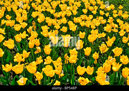 Campo con giallo gesneriana tulipsTulipa Foto Stock