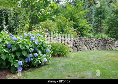 Stonewall e ortensie in New England, Connecticut, Stati Uniti d'America Foto Stock