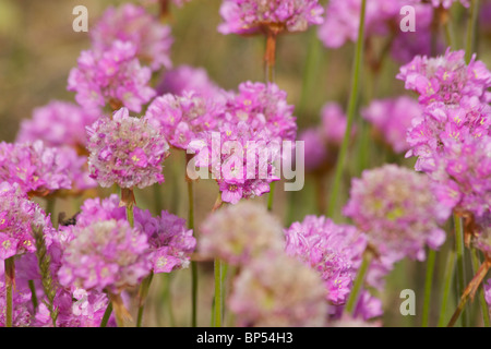 La parsimonia (Armeria maritima) (Plumbaginaceae) cresce sulle scogliere vicino Craster in Northumberland Foto Stock