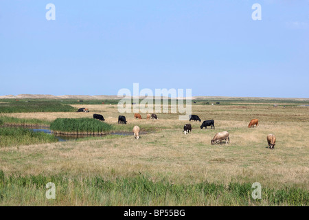 Cley accanto al mare, palude Foto Stock