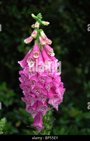 Foxglove sotto la pioggia a i Bellingrath Home e giardini Theodore Alabama Foto Stock