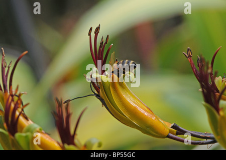 Honey Bee Apis mellifera nei fiori di Lino Giglio, Phormium hookeri 'Cream Delight". Foto Stock