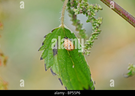 Pupa di Harlequin ladybird (Harmonia axyridis succinea) su comuni Ortica, Urtica dioica. Foto Stock