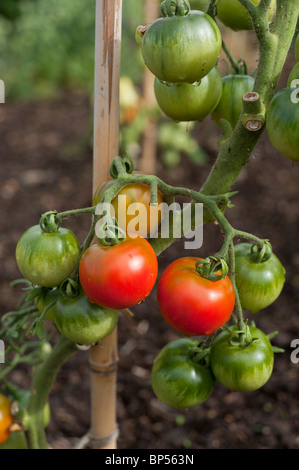 Pomodori cianfrinato maturazione a inizio agosto in un organico di riparto giardino in Cambridgeshire. Foto Stock