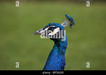 Dettaglio di una testa di pavone Foto Stock