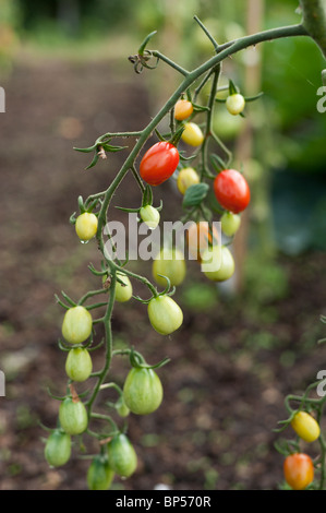 Pomodori cianfrinato maturazione a inizio agosto in un organico di riparto giardino in Cambridgeshire. Foto Stock