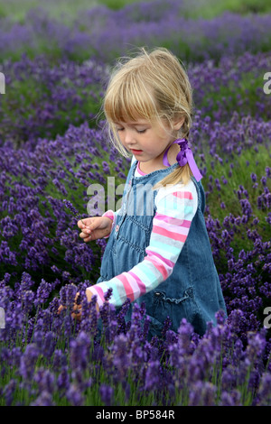 Una bambina la raccolta dei fiori in un campo di lavanda Foto Stock