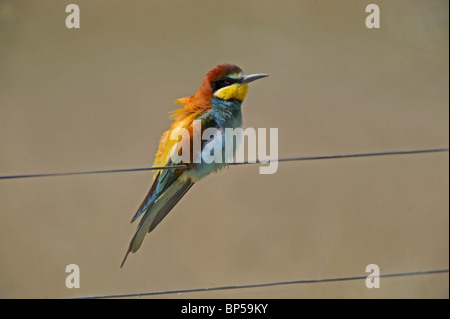 Close up della Comunità gruccione ((Merops apiaster} appollaiato sul filo del telefono Foto Stock