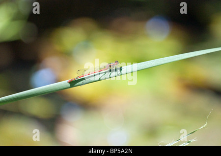 Libellula rossa in appoggio sul pettine Foto Stock