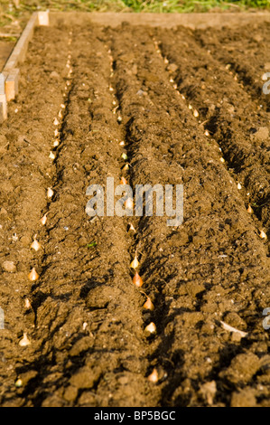 Righe di cipolla (Allium cepa) imposta piantati su un riparto grafico Foto Stock