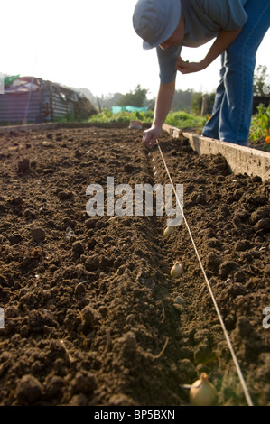 Righe di cipolla (Allium cepa) insiemi essendo piantato su un riparto grafico utilizzando una linea di stringa Foto Stock