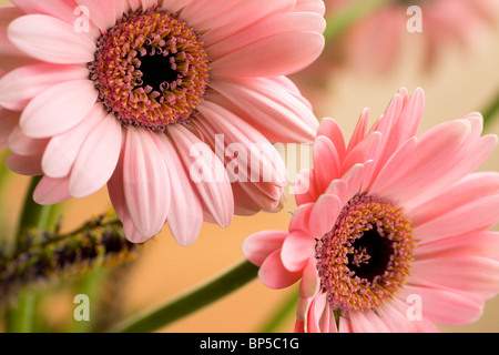 Gerbera margherite closeup con profondità di campo ridotta. Foto Stock