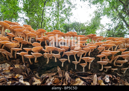 Il miele di funghi che crescono su alberi abbattuti nella foresta Foto Stock