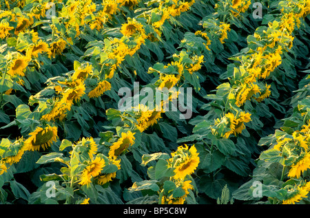 Girasoli " Comet" varietà,campo. Foto Stock