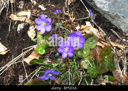 Hepatica (Hepatica nobilis) Foto Stock