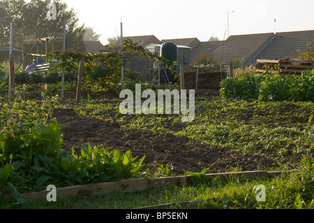 Raccolto di concime verde che cresce su un riparto appezzamento con tetti di tegole in background Foto Stock